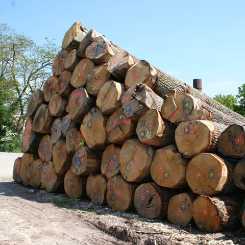 Exploitation forestière